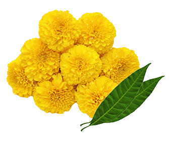 Flowers & More