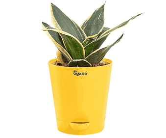 Live Plants