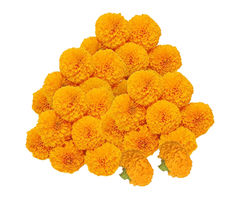 Fresh Flowers